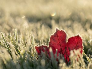 Frozen read leaf in frozen grass on a sunny day