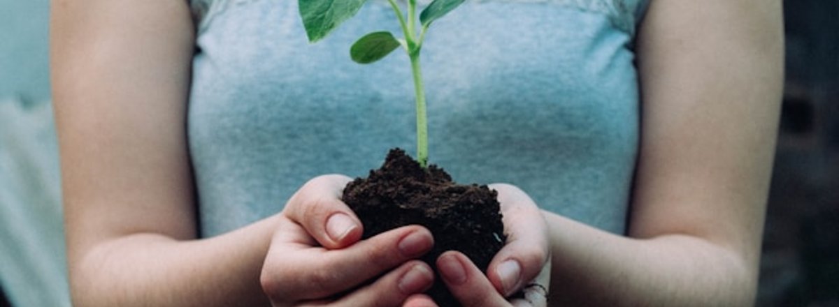 Sprout in the hands of a woman 