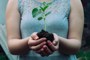 Sprout in the hands of a woman 