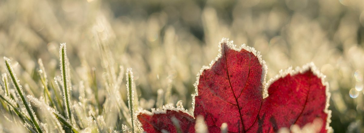 Frozen read leaf in frozen grass on a sunny day