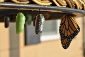 Butterfly evolving in three stages 